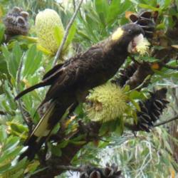Location: Adule female Yellow-tailed Black Cockatoo feeding on Banksia serrata, Rocky Cape National Park, Tasmania, Australia
Date: 2007-02-12
Photo courtesy of:  twiddleblat