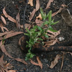 Location: Banksia serrata reshooting from lignotuber after fire, Lane Cove National Park
Date: 2012-12-16
Photo courtesy of:  Casliber