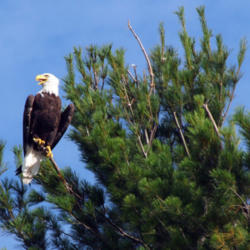 Location: A Bald Eagle in an Eastern White Pine in Minocqua, Wisconsin, USA
Date: 2011-07-25
Photo courtesy of:  John Picken