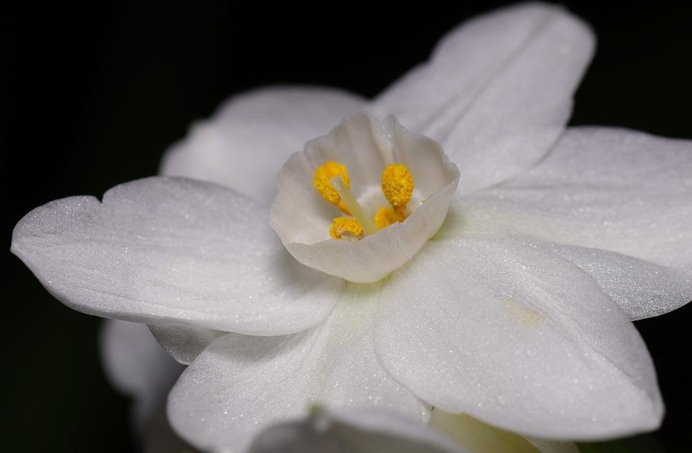 Photo of Tazetta Daffodil (Narcissus 'Nir') uploaded by dirtdorphins