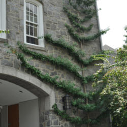 Location: Photo taken at Swathmore College, PA
Date: 2011-08-10
An espalier made from a regular tree.
