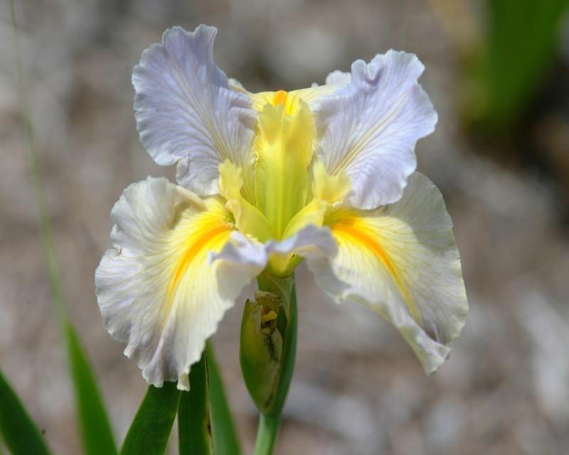 Photo of Louisiana Iris (Iris 'Hush Money') uploaded by Calif_Sue