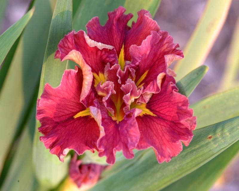 Photo of Louisiana Iris (Iris 'Little Ruby Slippers') uploaded by Calif_Sue