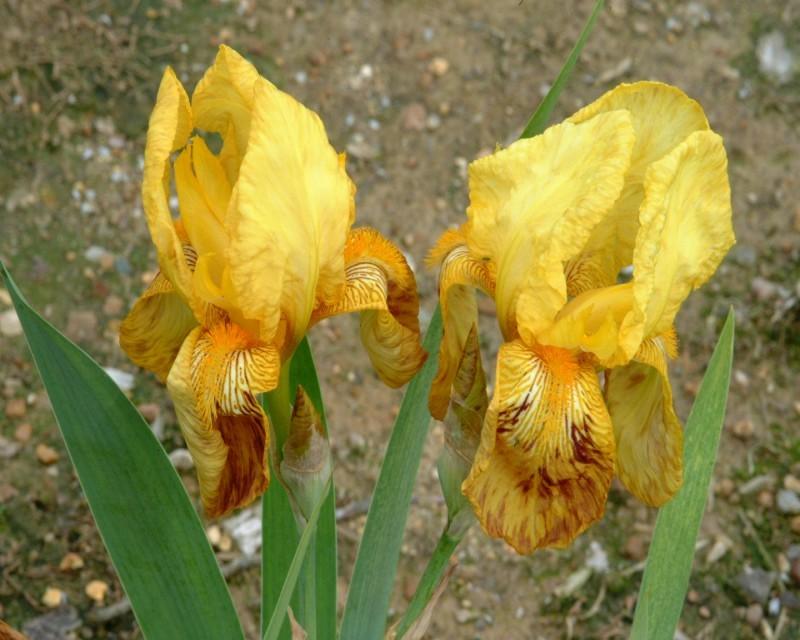 Photo of Tall Bearded Iris (Iris 'W. R. Dykes') uploaded by Calif_Sue