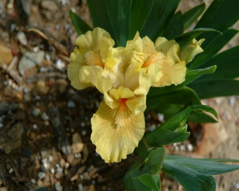 Photo of Standard Dwarf Bearded Iris (Iris 'Tweety Bird') uploaded by Calif_Sue