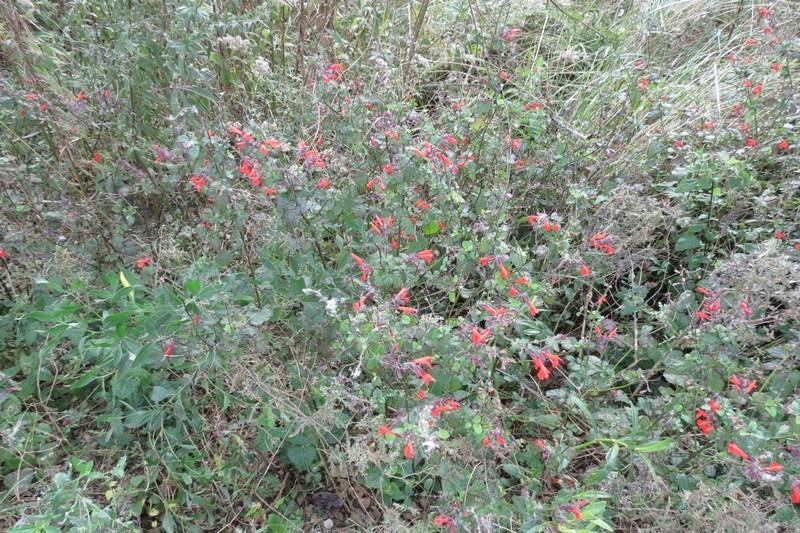 Photo of Scarlet Sage (Salvia coccinea) uploaded by Horntoad
