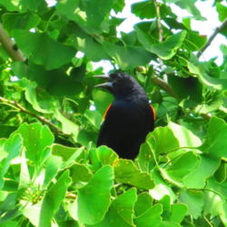 Location: central Illinois
Date: 2012-07-05
w/ a Red Winged Blackbird