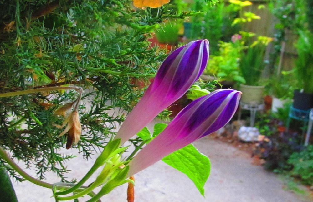 Photo of Common Morning Glory (Ipomoea purpurea) uploaded by jmorth