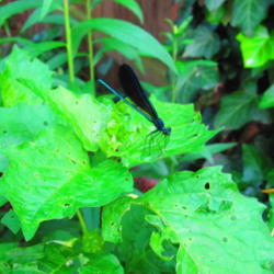 Location: central Illinois
Date: 2011-06-03
w/ Jewelwing Damselfly