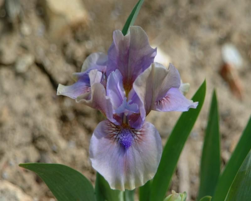 Photo of Standard Dwarf Bearded Iris (Iris 'Inner Space') uploaded by Calif_Sue