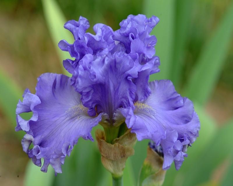 Photo of Tall Bearded Iris (Iris 'First Wave') uploaded by Calif_Sue
