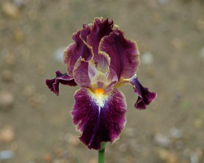 Photo of Intermediate Bearded Iris (Iris 'Micro Burst') uploaded by Calif_Sue