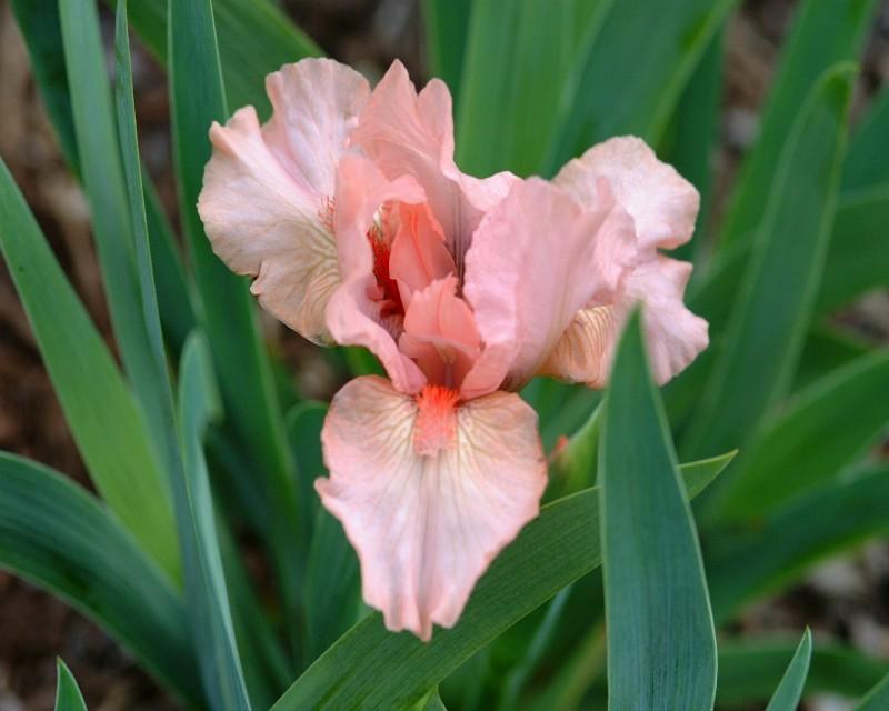 Photo of Standard Dwarf Bearded Iris (Iris 'Pussycat Pink') uploaded by Calif_Sue