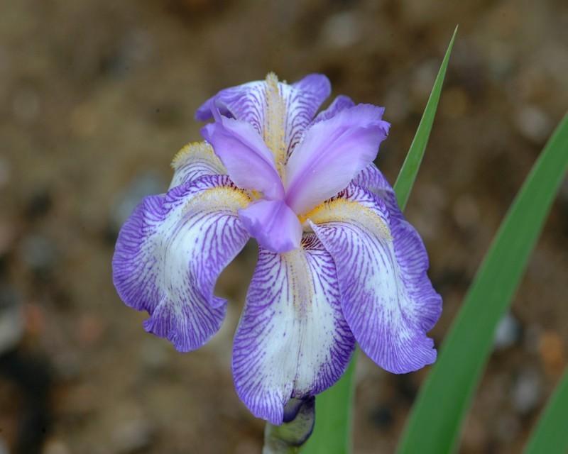 Photo of Border Bearded Iris (Iris 'Little Freak') uploaded by Calif_Sue