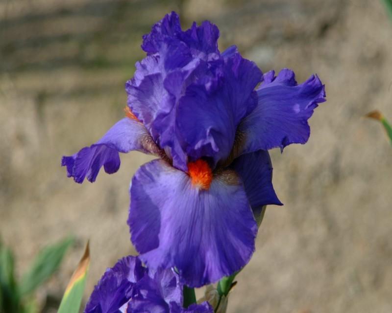 Photo of Tall Bearded Iris (Iris 'Glad') uploaded by Calif_Sue
