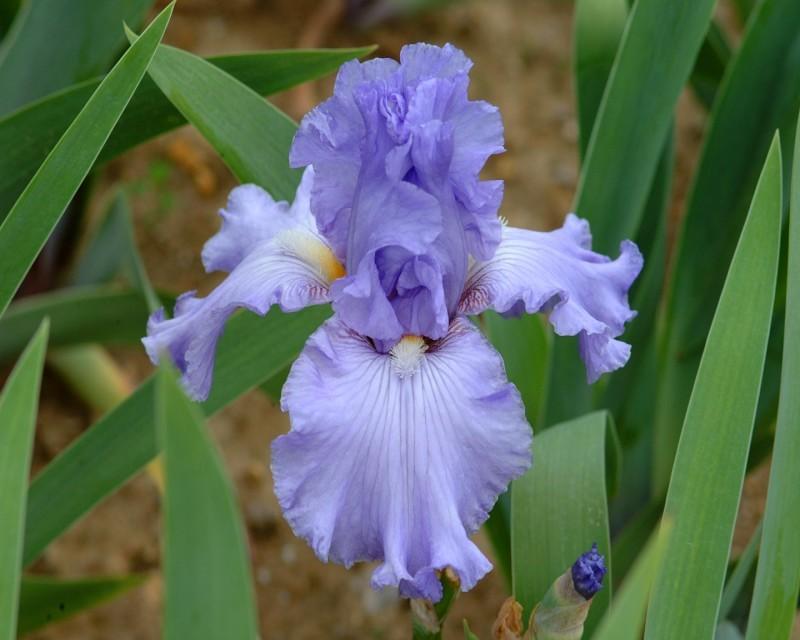 Photo of Tall Bearded Iris (Iris 'Sonata in Blue') uploaded by Calif_Sue