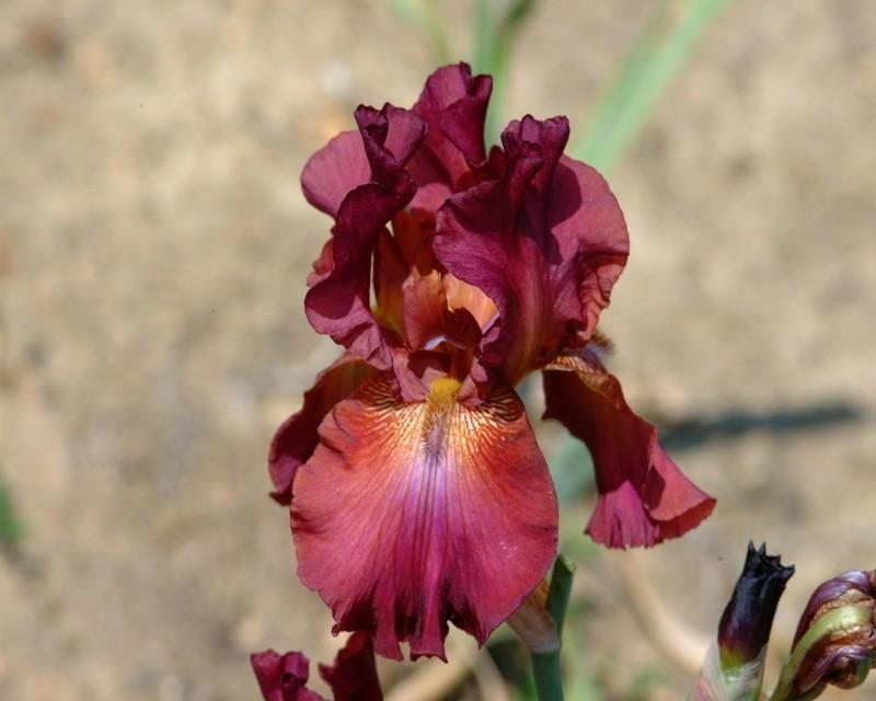 Photo of Tall Bearded Iris (Iris 'Society Lady') uploaded by Calif_Sue