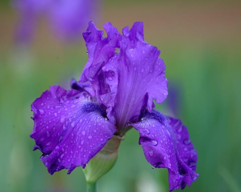 Photo of Tall Bearded Iris (Iris 'Grand Old Opry') uploaded by Calif_Sue