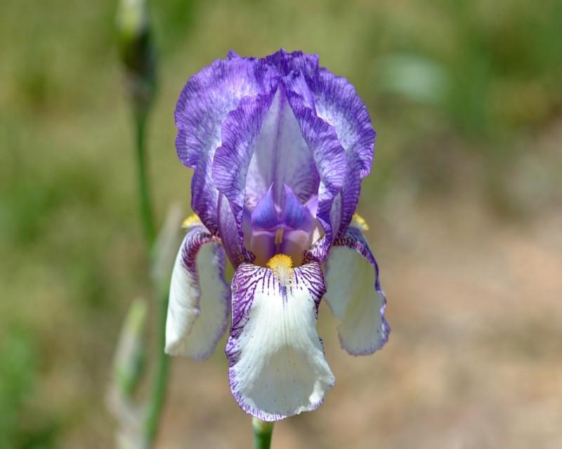 Photo of Tall Bearded Iris (Iris 'San Francisco') uploaded by Calif_Sue