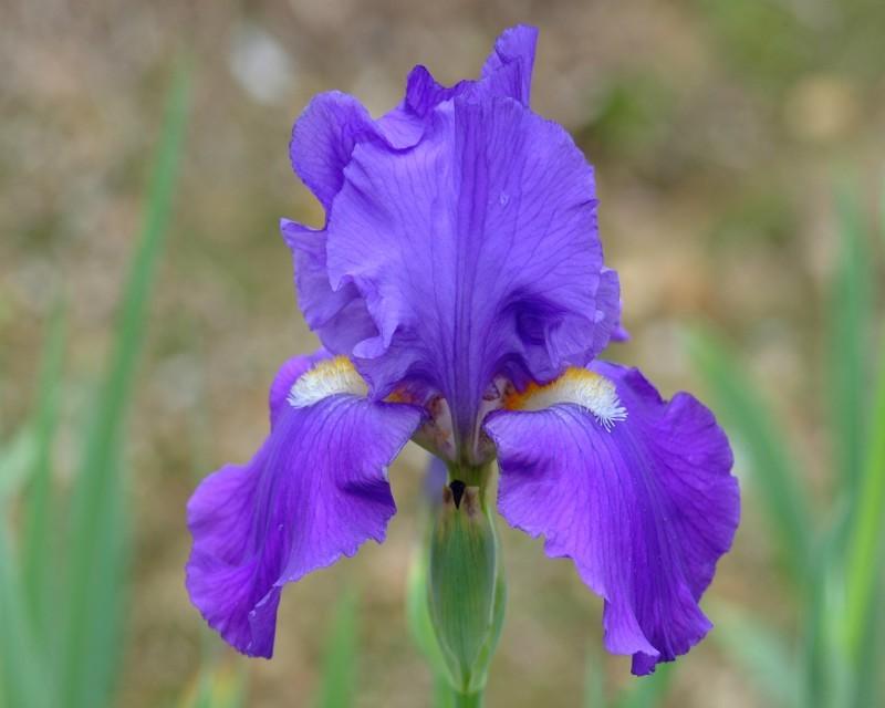 Photo of Tall Bearded Iris (Iris 'Feed Back') uploaded by Calif_Sue