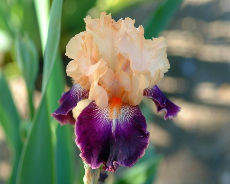 Photo of Tall Bearded Iris (Iris 'Fashion Queen') uploaded by Calif_Sue