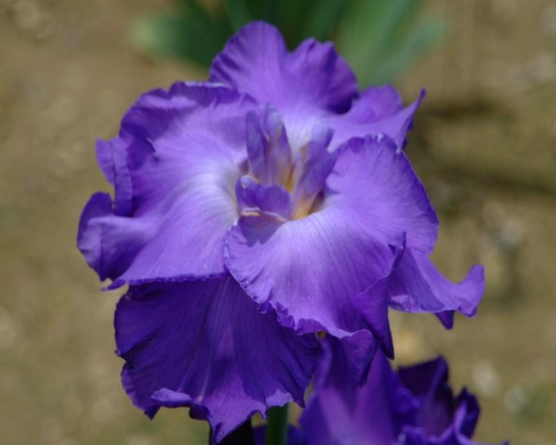 Photo of Tall Bearded Iris (Iris 'Impersonator') uploaded by Calif_Sue