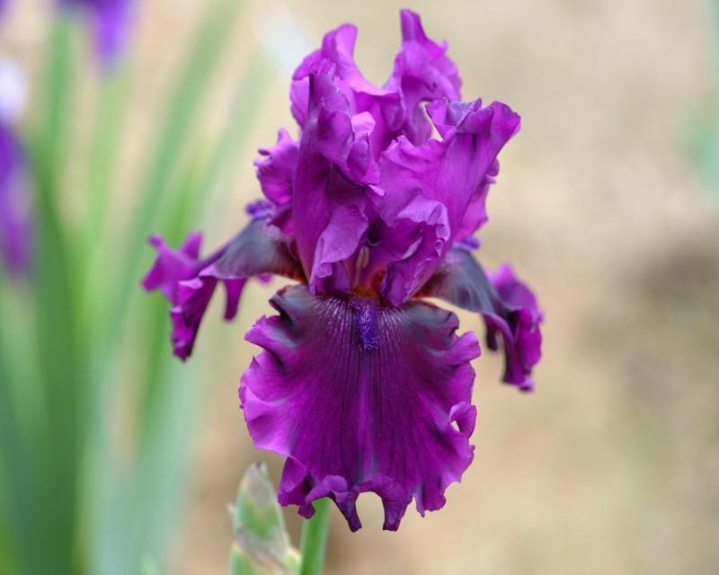 Photo of Tall Bearded Iris (Iris 'Purple Serenade') uploaded by Calif_Sue