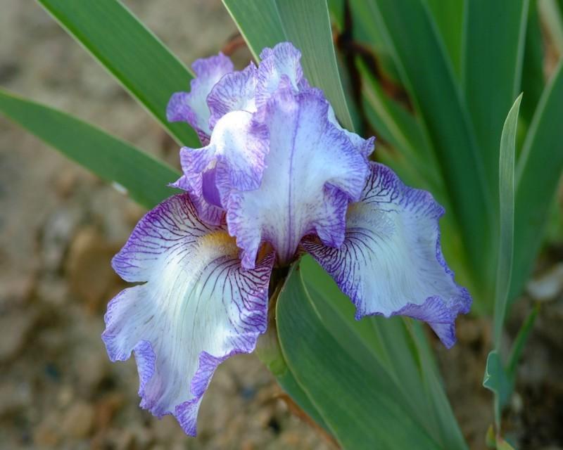 Photo of Tall Bearded Iris (Iris 'Earl of Essex') uploaded by Calif_Sue