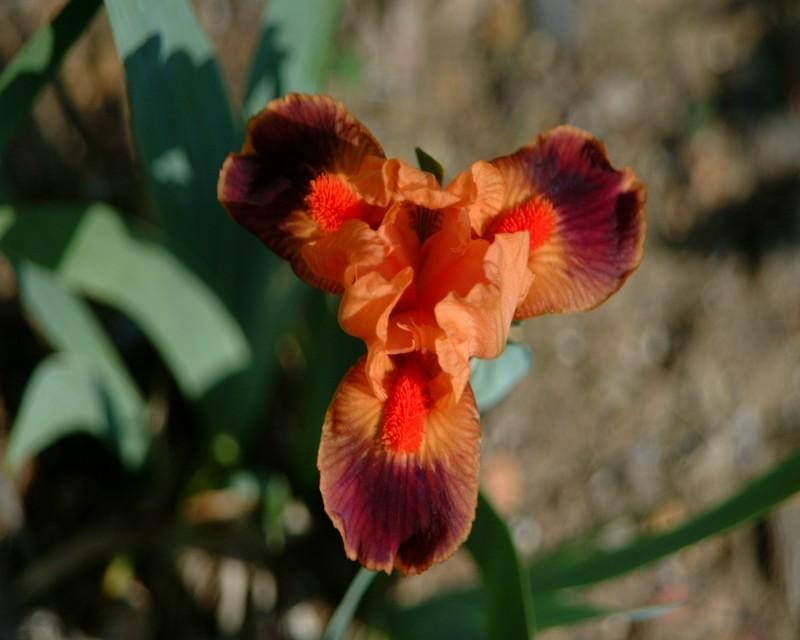 Photo of Standard Dwarf Bearded Iris (Iris 'Fire Coral') uploaded by Calif_Sue