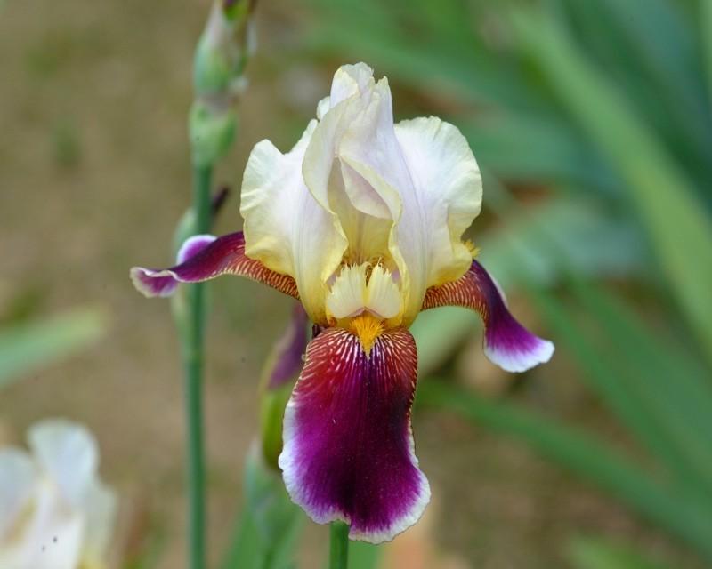 Photo of Tall Bearded Iris (Iris 'Shah Jehan') uploaded by Calif_Sue