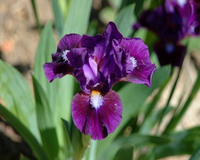 Photo of Standard Dwarf Bearded Iris (Iris 'Investor') uploaded by Calif_Sue