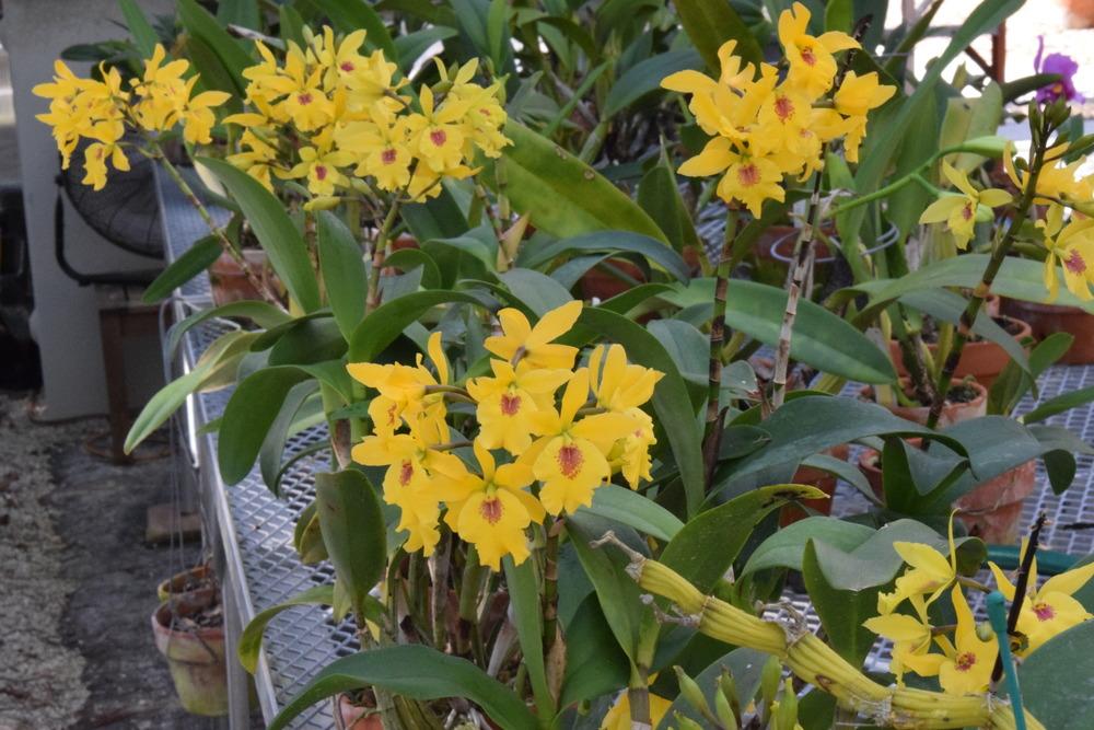 Photo of Orchid (Epicatanthe Don Herman 'Gold Rush') uploaded by Fred