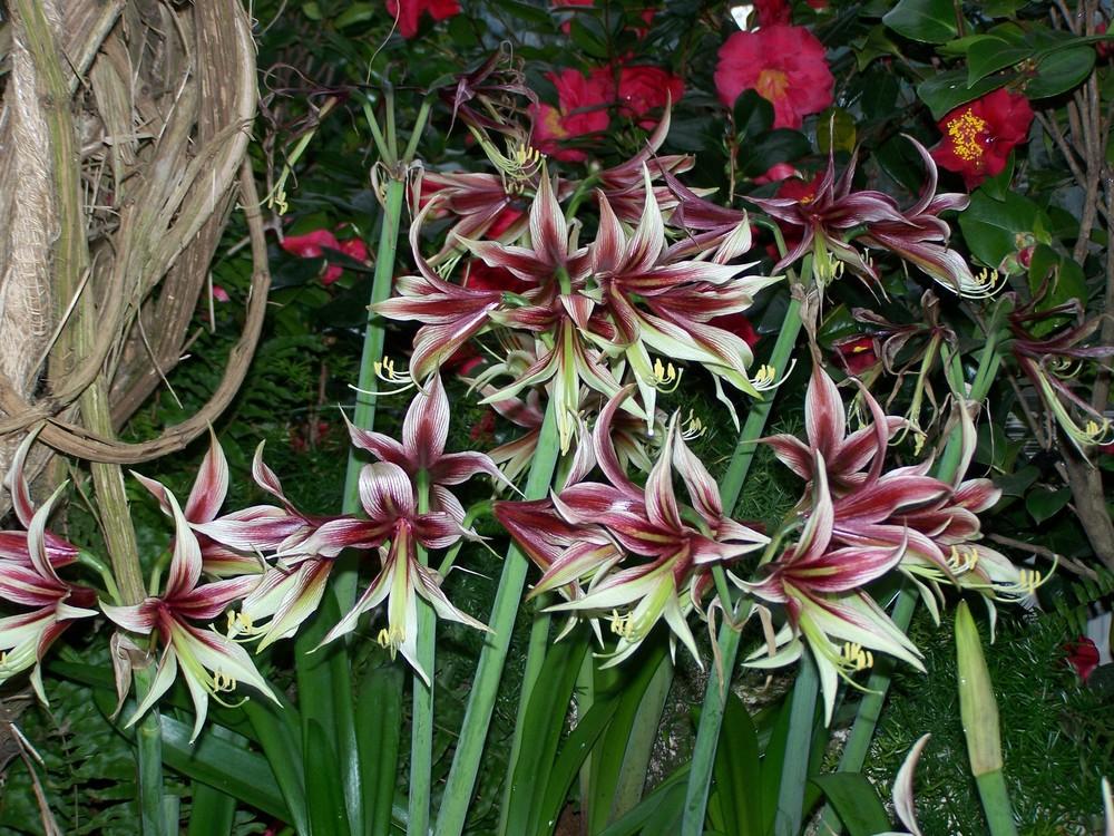 Photo of Butterfly Amaryllis (Hippeastrum papilio) uploaded by admin