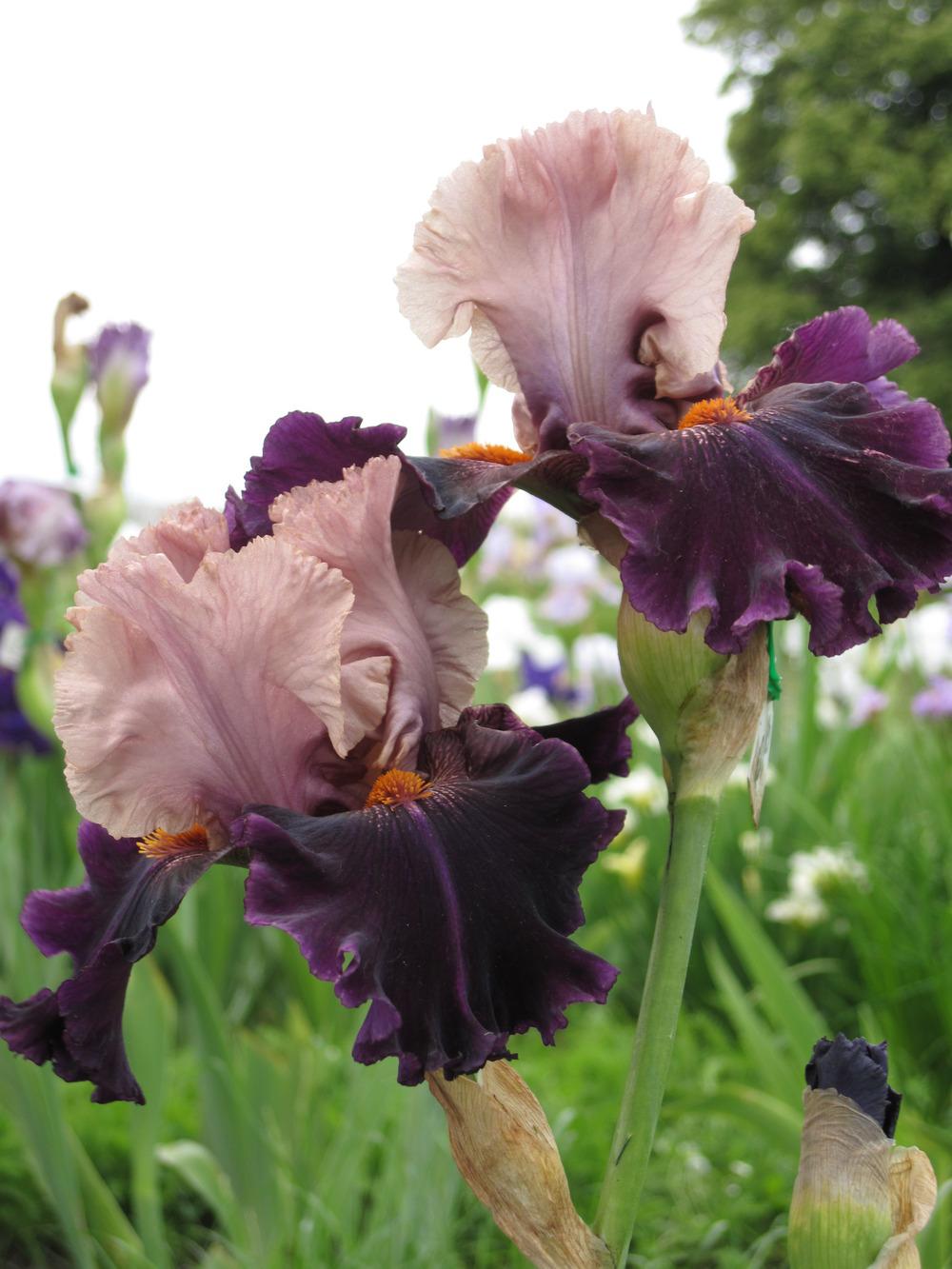 Photo of Tall Bearded Iris (Iris 'Perfect Lady') uploaded by barashka
