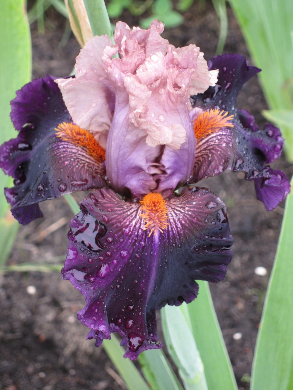 Photo of Tall Bearded Iris (Iris 'Perfect Lady') uploaded by barashka