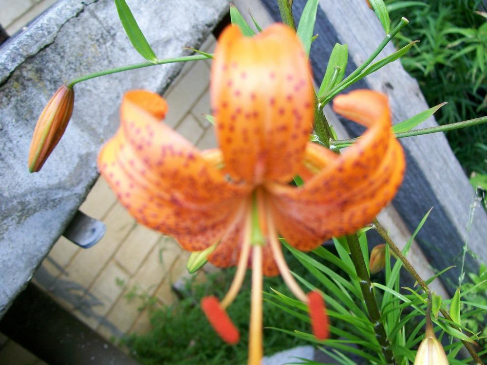 Photo of Lily (Lilium davidii var. davidii) uploaded by gwhizz