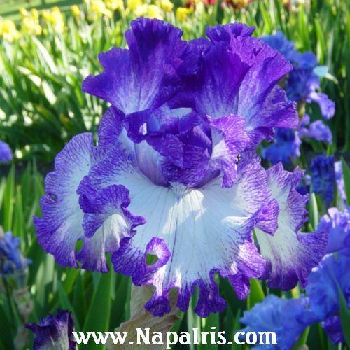 Photo of Tall Bearded Iris (Iris 'American Classic') uploaded by Calif_Sue