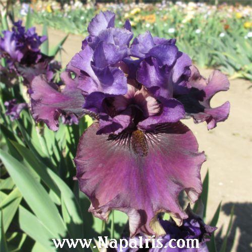 Photo of Tall Bearded Iris (Iris 'Dakota Smoke') uploaded by Calif_Sue
