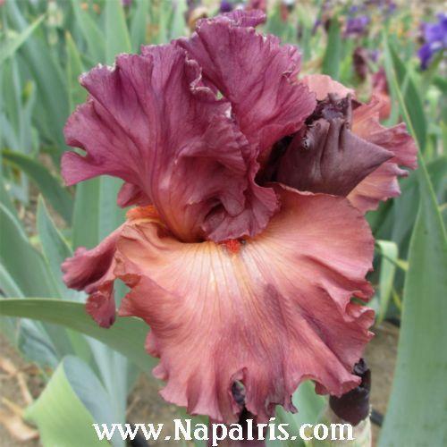 Photo of Tall Bearded Iris (Iris 'Chianti Classic') uploaded by Calif_Sue