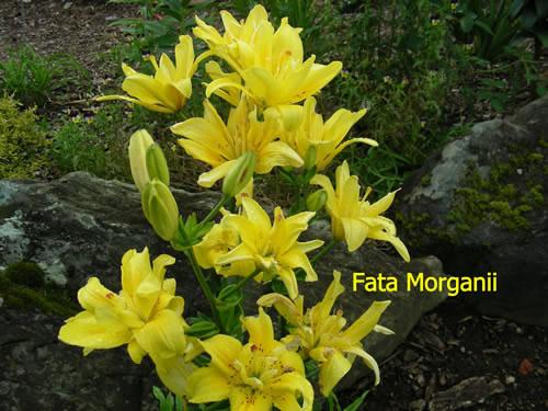Photo of Lily (Lilium 'Fata Morgana') uploaded by Calif_Sue