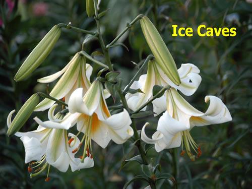 Photo of Lily (Lilium 'Ice Caves') uploaded by Calif_Sue