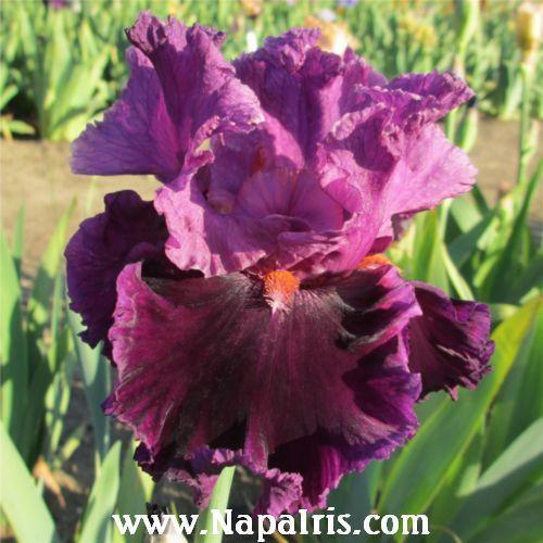 Photo of Tall Bearded Iris (Iris 'Accessible') uploaded by Calif_Sue