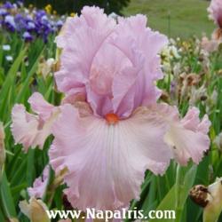 
Date: 2005-05-15
Photo courtesy of Napa Country Iris Garden