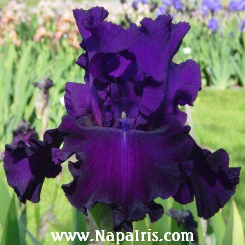 Photo of Tall Bearded Iris (Iris 'Diabolique') uploaded by Calif_Sue