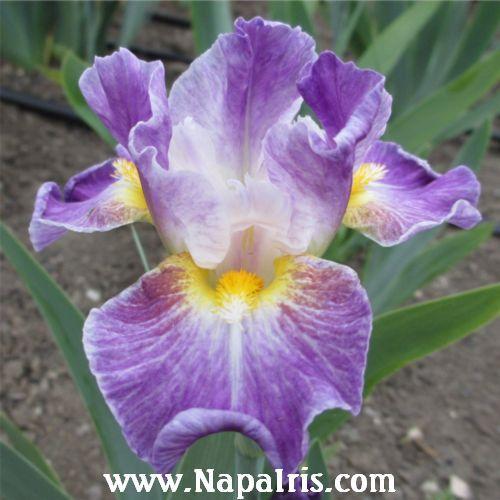 Photo of Intermediate Bearded Iris (Iris 'Backlit Beauty') uploaded by Calif_Sue