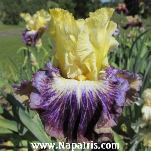 Photo of Tall Bearded Iris (Iris 'Cold Fusion') uploaded by Calif_Sue