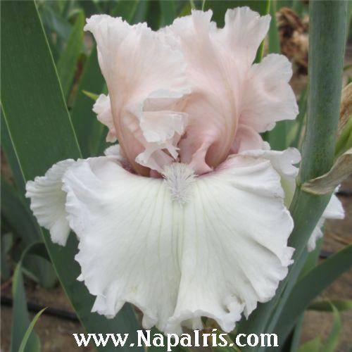 Photo of Tall Bearded Iris (Iris 'Beauty Within') uploaded by Calif_Sue