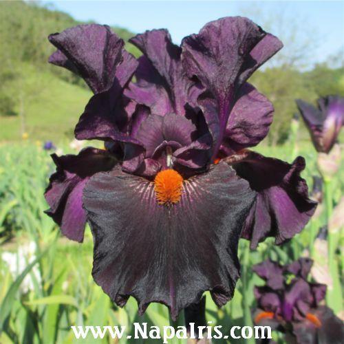 Photo of Tall Bearded Iris (Iris 'Dracula's Kiss') uploaded by Calif_Sue