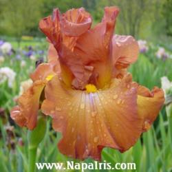 
Date: 2003-04-29
Photo courtesy of Napa Country Iris Garden