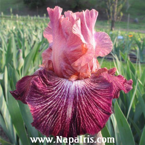 Photo of Tall Bearded Iris (Iris 'Artistic Web') uploaded by Calif_Sue